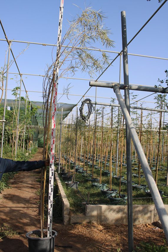 Acacia stenophylla 2.5-3m