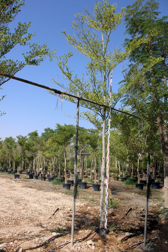 Bucida buceras ( 4.5-5.0m Height, 6-7cm Dia )