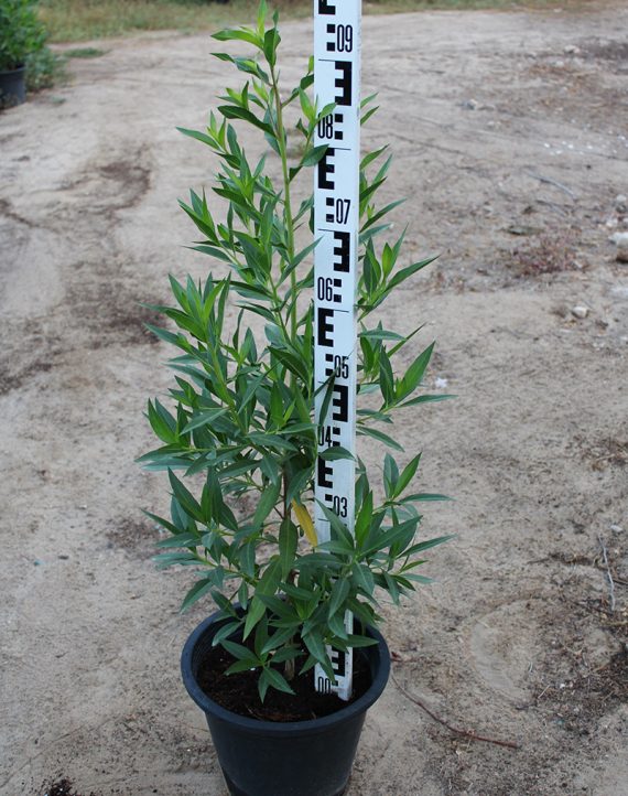 Conocarpus saudi ( 1-1.5m Height )