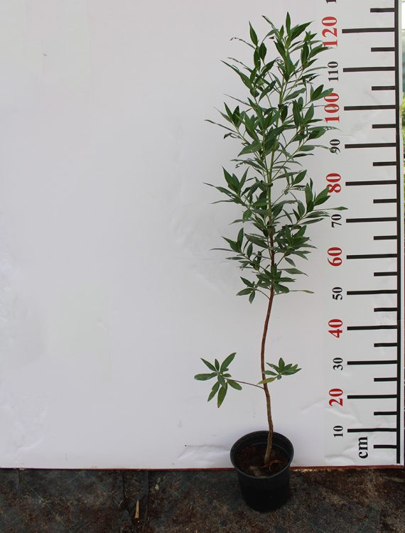 Conocarpus saudi 35-40cm H