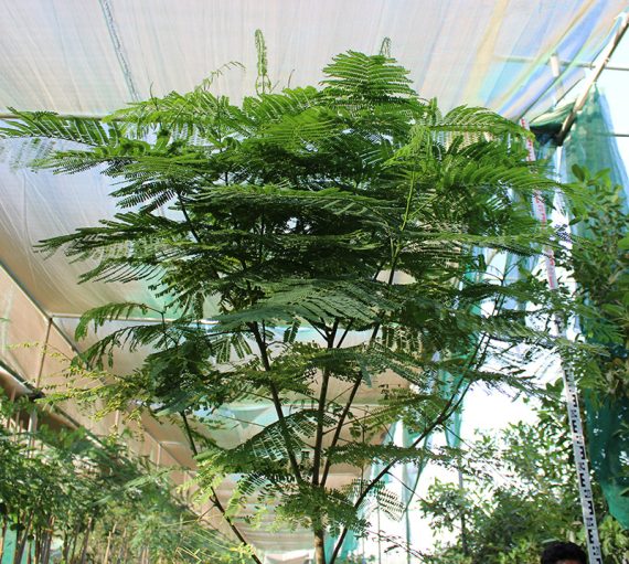 Delonix regia (4.0m Ht, 2.0m CS, 80-90mm¸) - Image 3