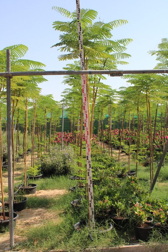 Delonix regia (4.0m Ht, 2.0m CS, 80-90mm¸)