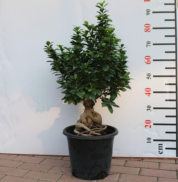 Ficus Bonsai " 2000 GM "