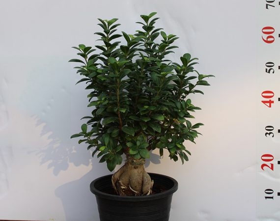 Ficus Bonsai " 1000 GM "