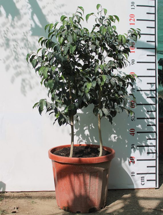 Ficus benjamina " Dwarf "(4pp) ( 60-70Cm Ht, Bushy )