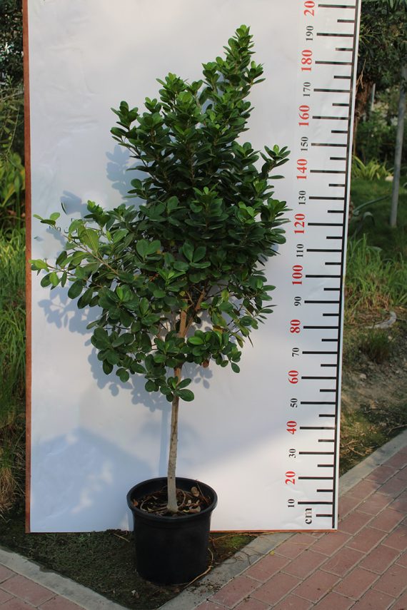 Ficus diversifolia '1Head' 1.6m