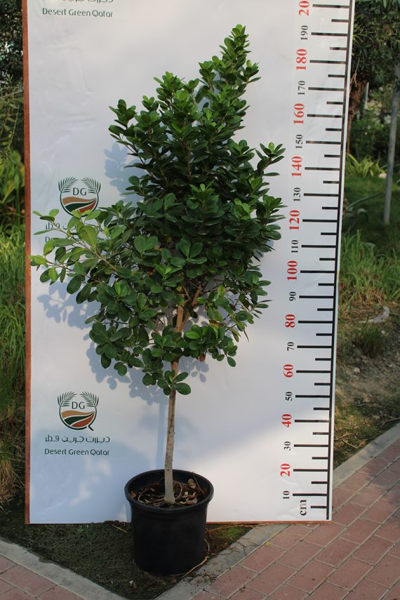 Ficus diversifolia '1Head' 1.6m - Image 2