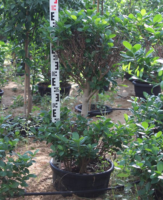 Ficus diversifolia '2Head' ( 1.0 - 1.2m Height )