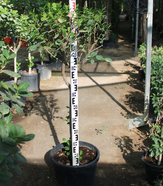 Ficus diversifolia  (1 Head ) 1.5M - Image 4