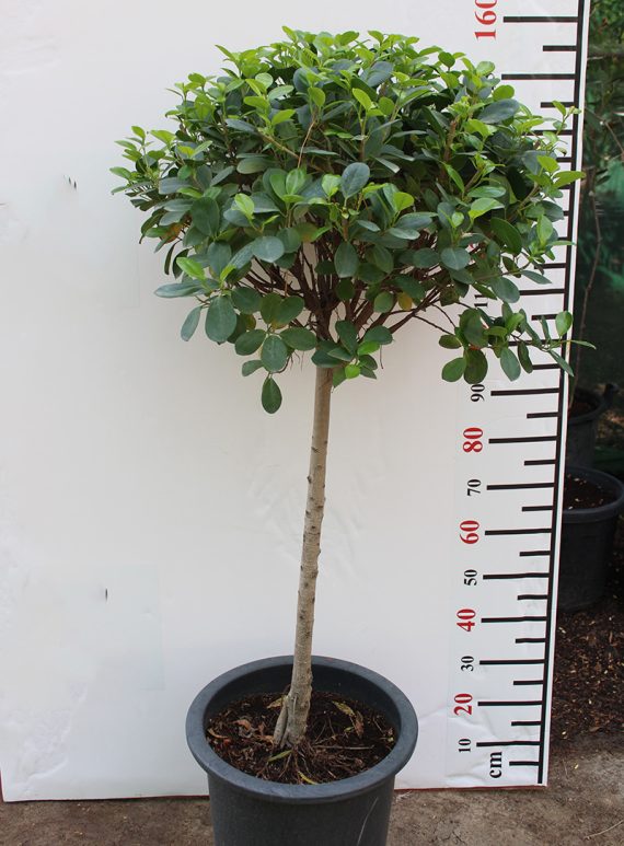 Ficus diversifolia  (1 Head ) 1.5M