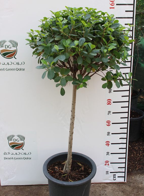 Ficus diversifolia  (1 Head ) 1.5M - Image 2