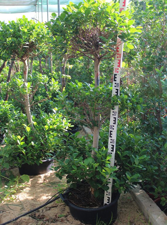 Ficus diversifolia '3Head' ( 1.5 - 1.8m Over All Height ) - Image 2