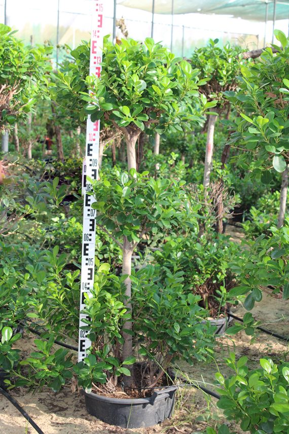 Ficus diversifolia '3Head' ( 1.5 - 1.8m Over All Height )