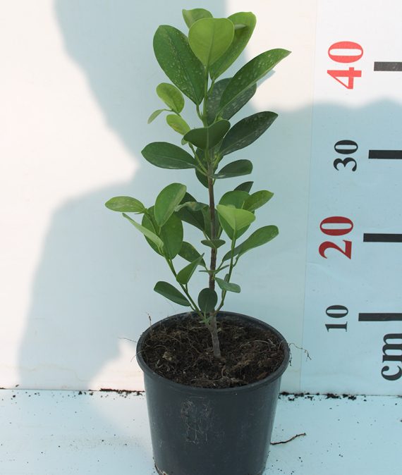 Ficus diversifolia (60-80cm ht)