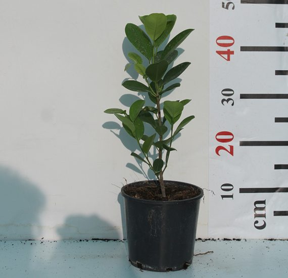 Ficus diversifolia (60-80cm ht) - Image 2