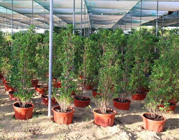 Ficus diversifolia 'Cone shape 1.5-1.8m