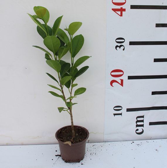 Ficus diversifolia ( 30 - 40cm Ht in 10cm Pot )