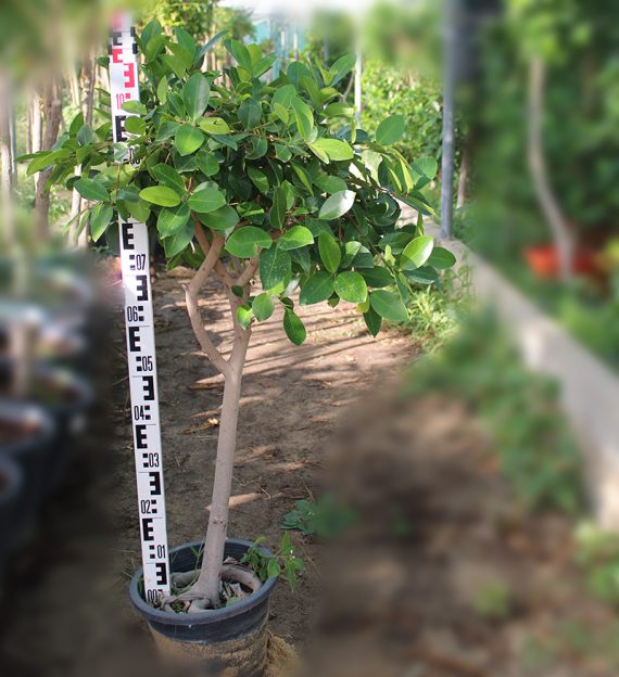 Ficus nitida ( 1.5 - 2.0M Over All Height ) - Image 2