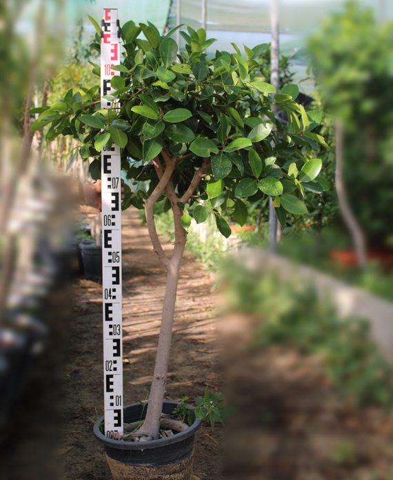 Ficus nitida ( 1.5 - 2.0M Over All Height )