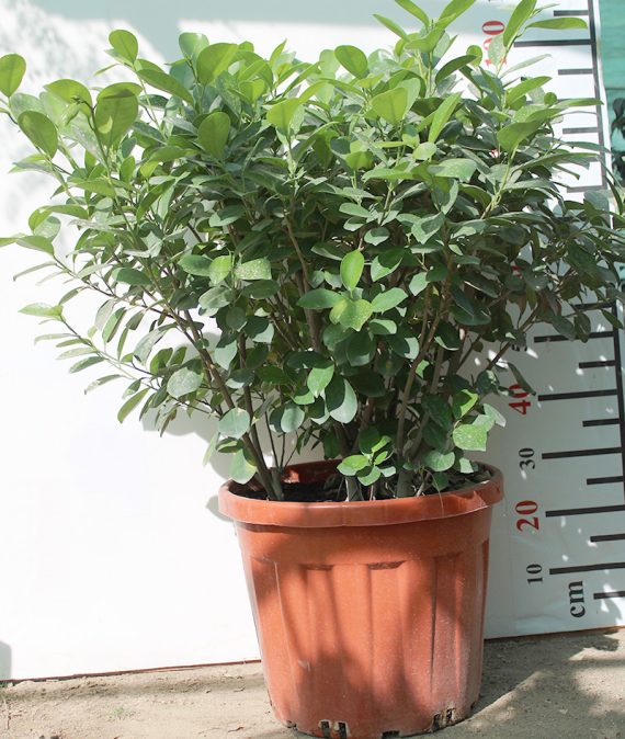 Ficus Panda "Ball Shape" 1.2-1.4m - Image 2