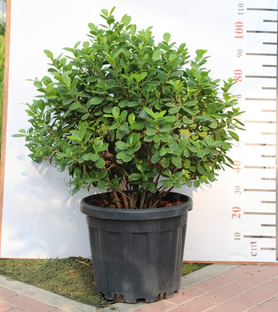 Ficus Panda "Ball Shape" 1.2-1.4m