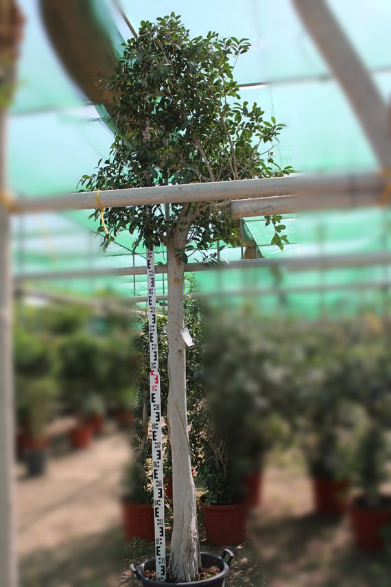 Ficus nitida (2.5-3.0m ht,2m CS, 100-110mm)