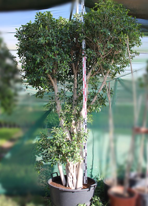 Ficus nitida 'Cone Shape' (3.5-4.0 m O.A Ht)