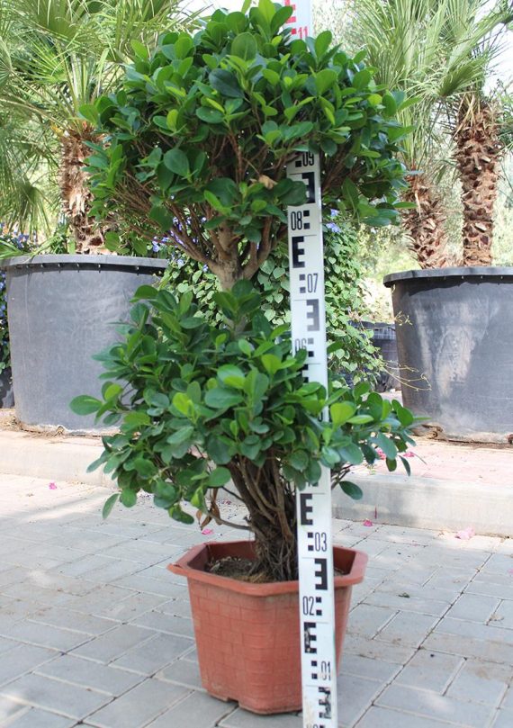 Ficus Panda Two Steps