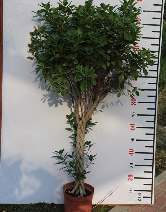 Ficus Panda (Five Twisted)