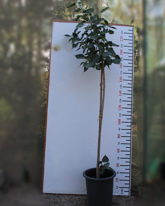 Ficus religiosa 3.0-3.5m Ht, 2 m CS, 2-3cm Dia