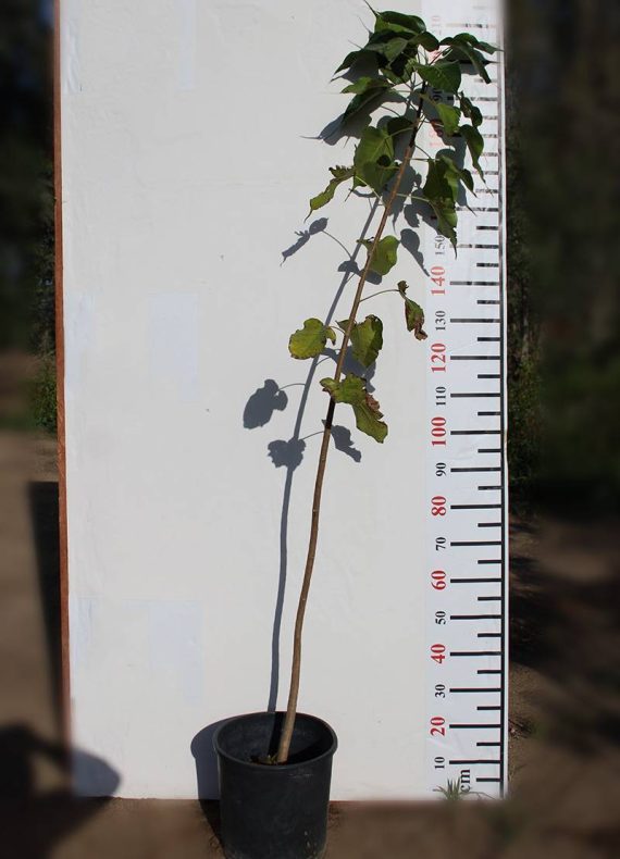 Ficus religiosa 1.2-1.4m