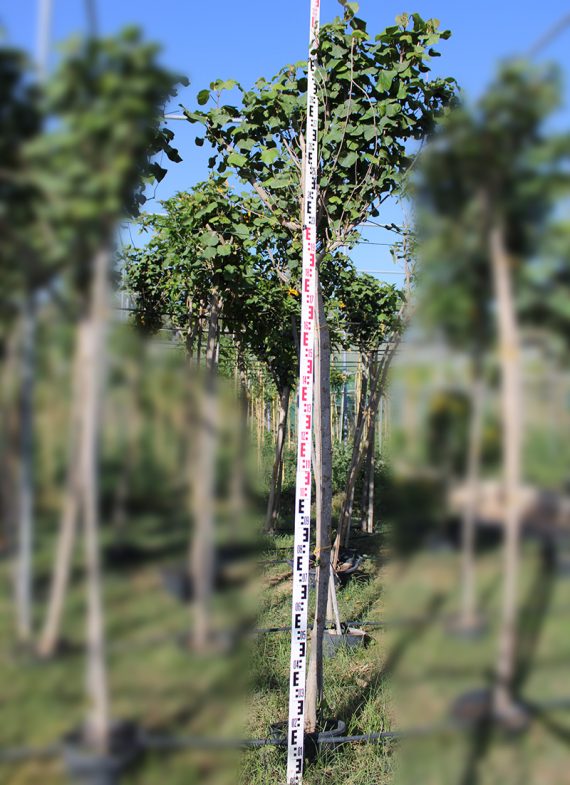 Hibiscus tiliaceus (2-2.5m ht,1.5m CS,20-25mm,)