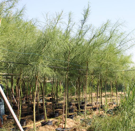 Parkinsonia aculeata (3.5-4.0 m O.A Ht)