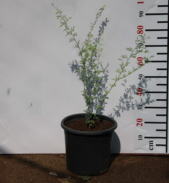 Prosopis cineraria 1.5-1.8m Ht