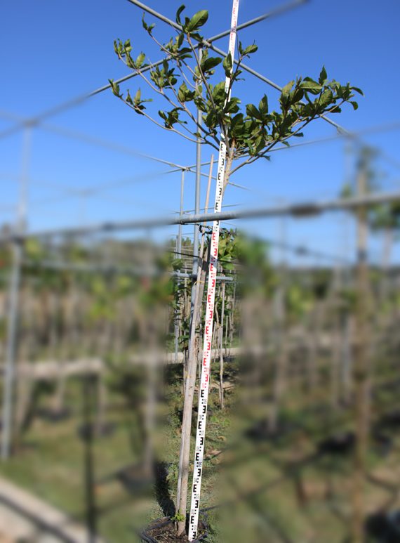 Terminalia catappa 3-3.5m