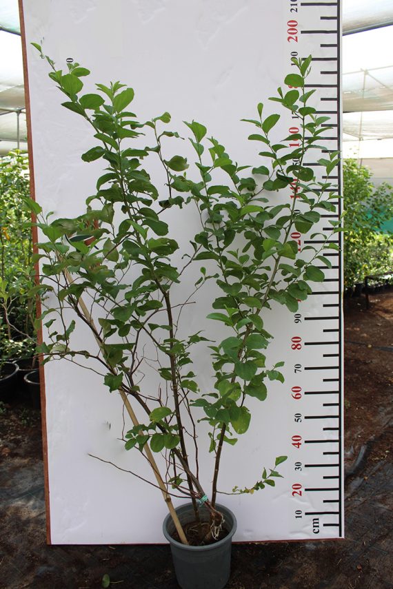 Ziziphus jujuba ( China ) 1.2m