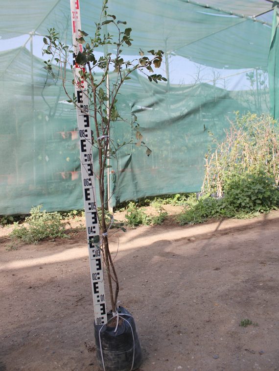 Ziziphus Jujuba "Pakistani" ( 1.0-1.3cm Total Height )