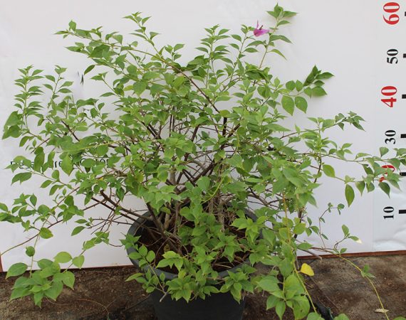 Bougainvillea alexandra 80-100cm