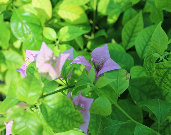 Bougainvillea alexandra 20-25cm - Image 2