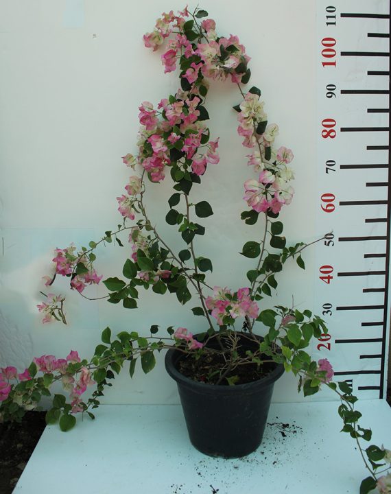 Bougainvillea 'Coco Ice' 30cm