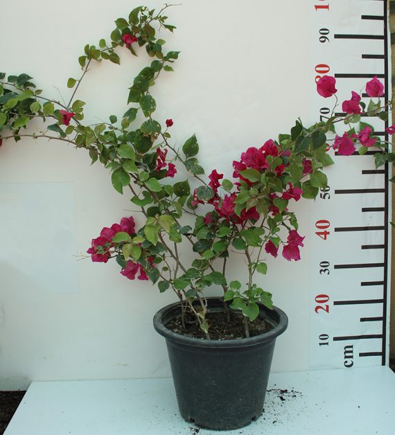 Bougainvillea Spectabilis"Red" 80-100cm