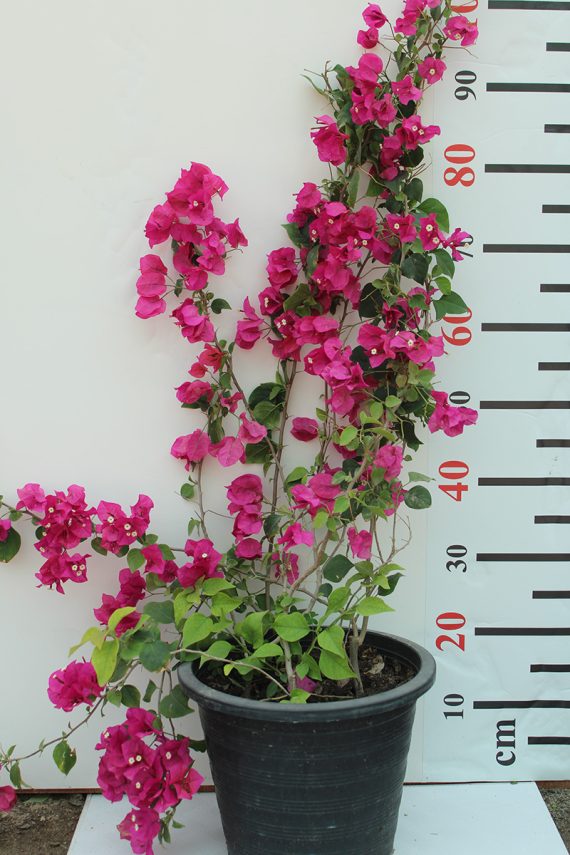 Bougainvillea Spectabilis"Red" 80-100cm - Image 2