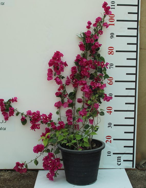 Bougainvillea Spectabilis"Red" 80-100cm - Image 4