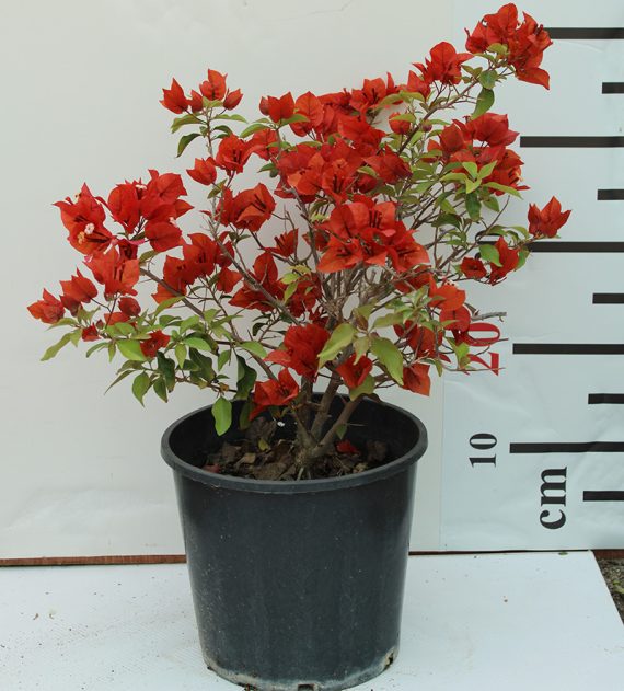 Bougainvillea Tomato Red" 80-100cm