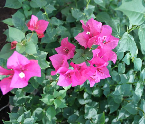 Bougainvillea Spectabilis"Red" 25-30cm - Image 3