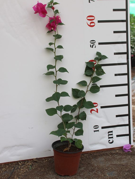 Bougainvillea Spectabilis"Red" 40-50cm