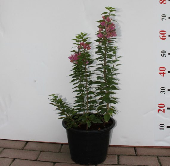 Bougainvillea 'Pink Pixie' 50-60cm