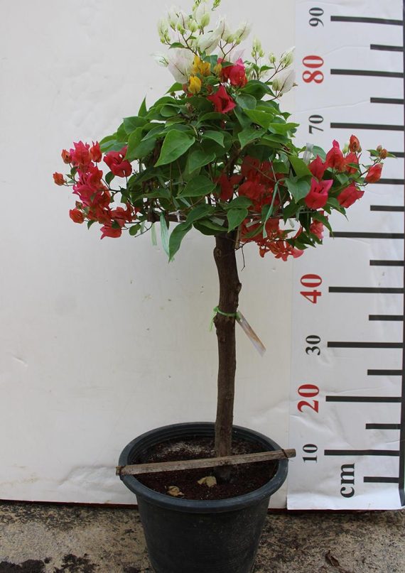 Bougainvillea 1 Head 60-70cm Ht