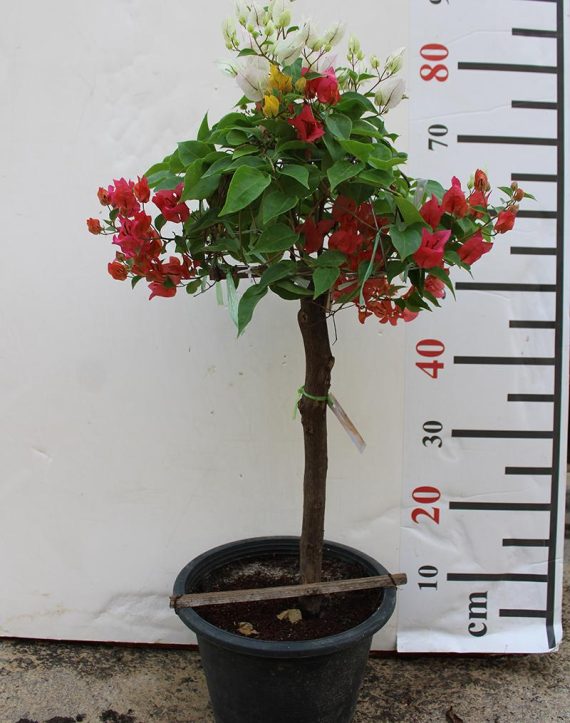 Bougainvillea 1 Head 60-70cm Ht - Image 2