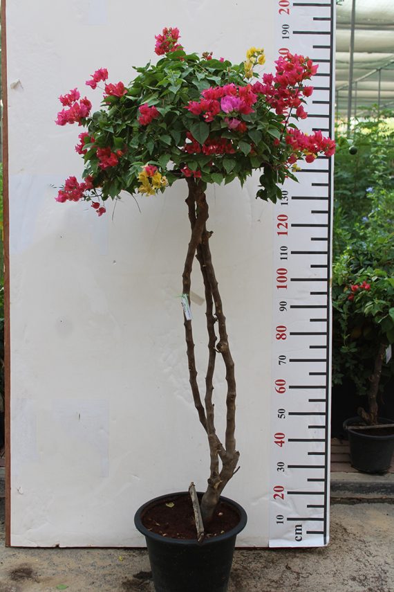 Bougainvillea Umbrella Shape 1.5cm Ht, 50cm Dia - Image 2